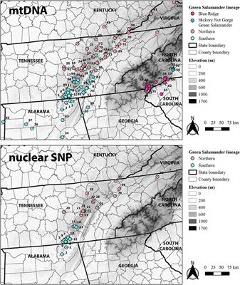 Mitochondrial DNA and Population Genomics Reveal Additional Cryptic Diversity in the Green Salamander (Subgenus Castaneides) Species Complex